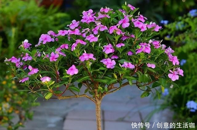 农村一种“泼辣花”，掐一心冒十枝花，一年长成老桩“小花树”！
