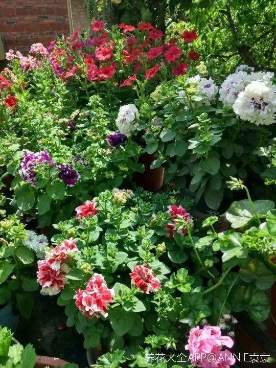 蓝目菊|蓝雪花妥妥的开花机器,花量大、花期长,让人不得不爱