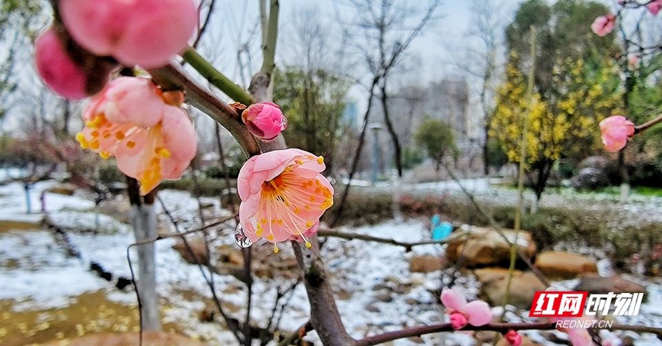 东洲|【图】湖南衡阳：银装素裹 如画东洲