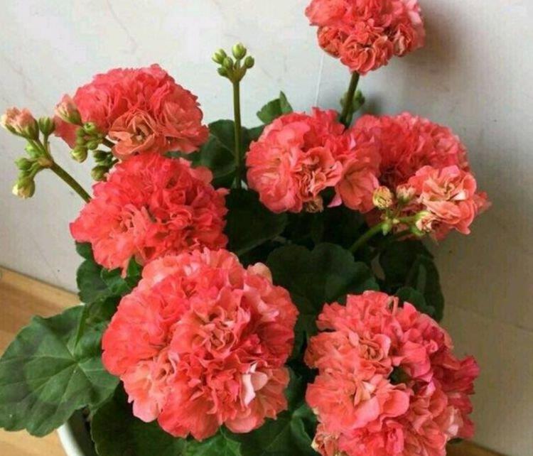 4种花堪称“开花机器”,365天都在开花,漂亮大气!