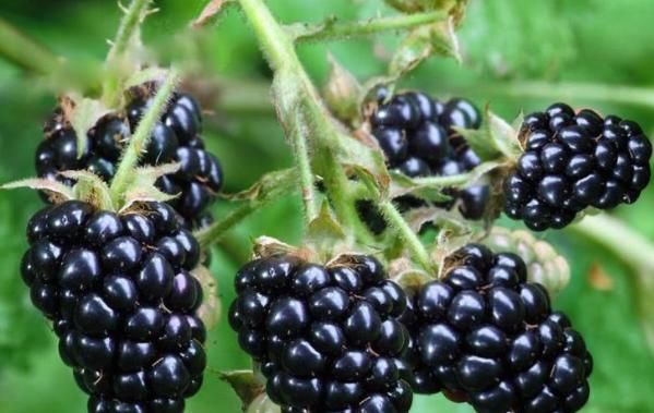 女性不想早衰老，保护子宫是关键，每天拿它当零食，常食健康相伴