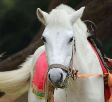 白龙马！86版《西游记》白龙马惨死马棚，尸骨无存，揭开人性的恶