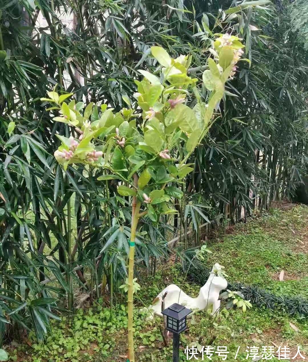 养花真不难,配土很关键,掌握3大“配土法”,养一盆旺一盆