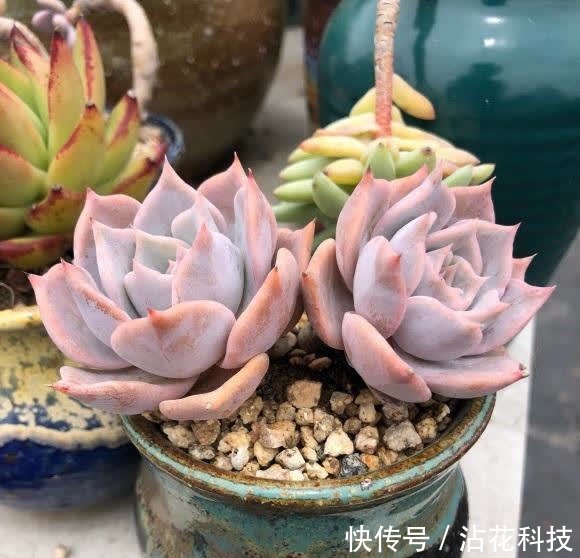 种多肉,最忌讳用大盆,“小盆种大肉”,不易腐烂,发根更快