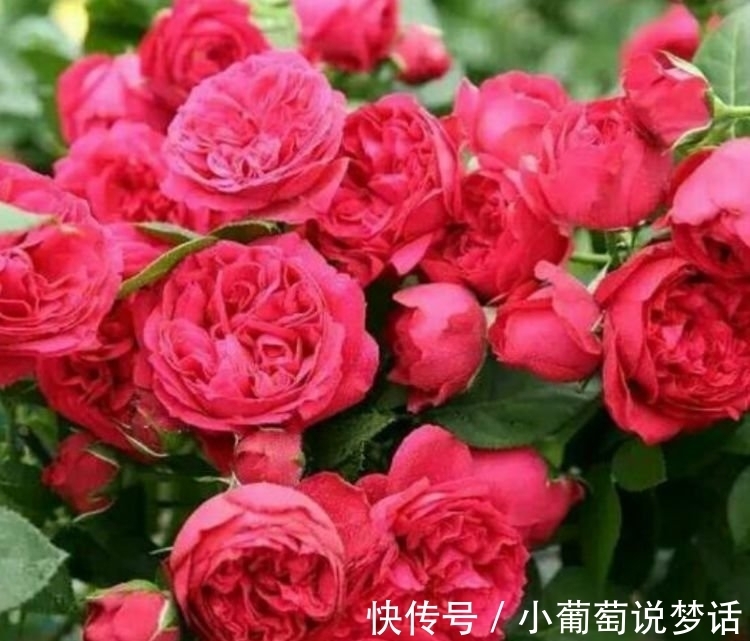 龙沙宝石|4种花颜值高又好养,随便一养成花海,花开一茬接一茬!