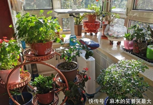 买花一时爽,养花火葬场,不能盲目入坑!买花一时爽,养花火葬场,不能盲目入坑!