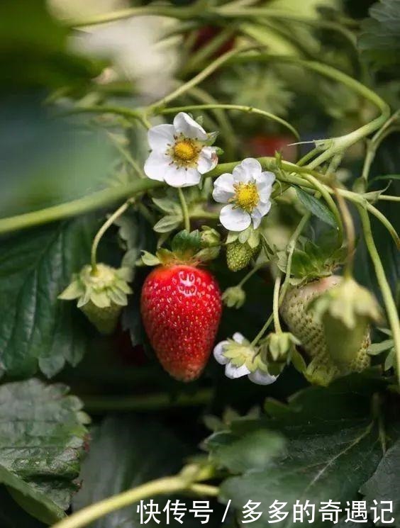 瓜果|瓜果飘香|太甜!如果凉山的冬天有味道,一定是草莓味的~