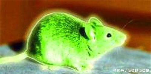 大案|中国破获间谍大案原子弹机密险被外国间谍偷窃，老鼠成破案关键