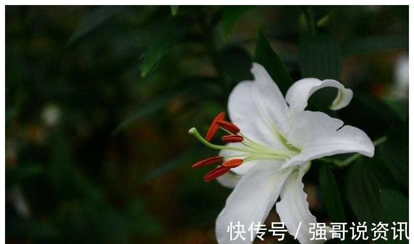 桃花运|未来半月红鸾星动，桃花运势不可挡，能收获美满爱情的四大生肖