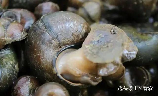 养殖|过去一捡几十斤,爆炒是美味,如今有人专门养殖,却没什么人爱吃
