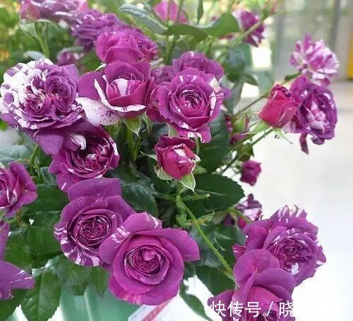 张大爷|张大爷的院子里只养1种花,一年观花200天,邻居看了都羡慕