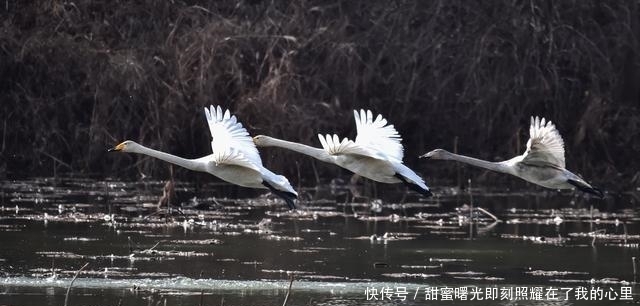 老年|太美了!走,去咸阳三原清浴河看天鹅