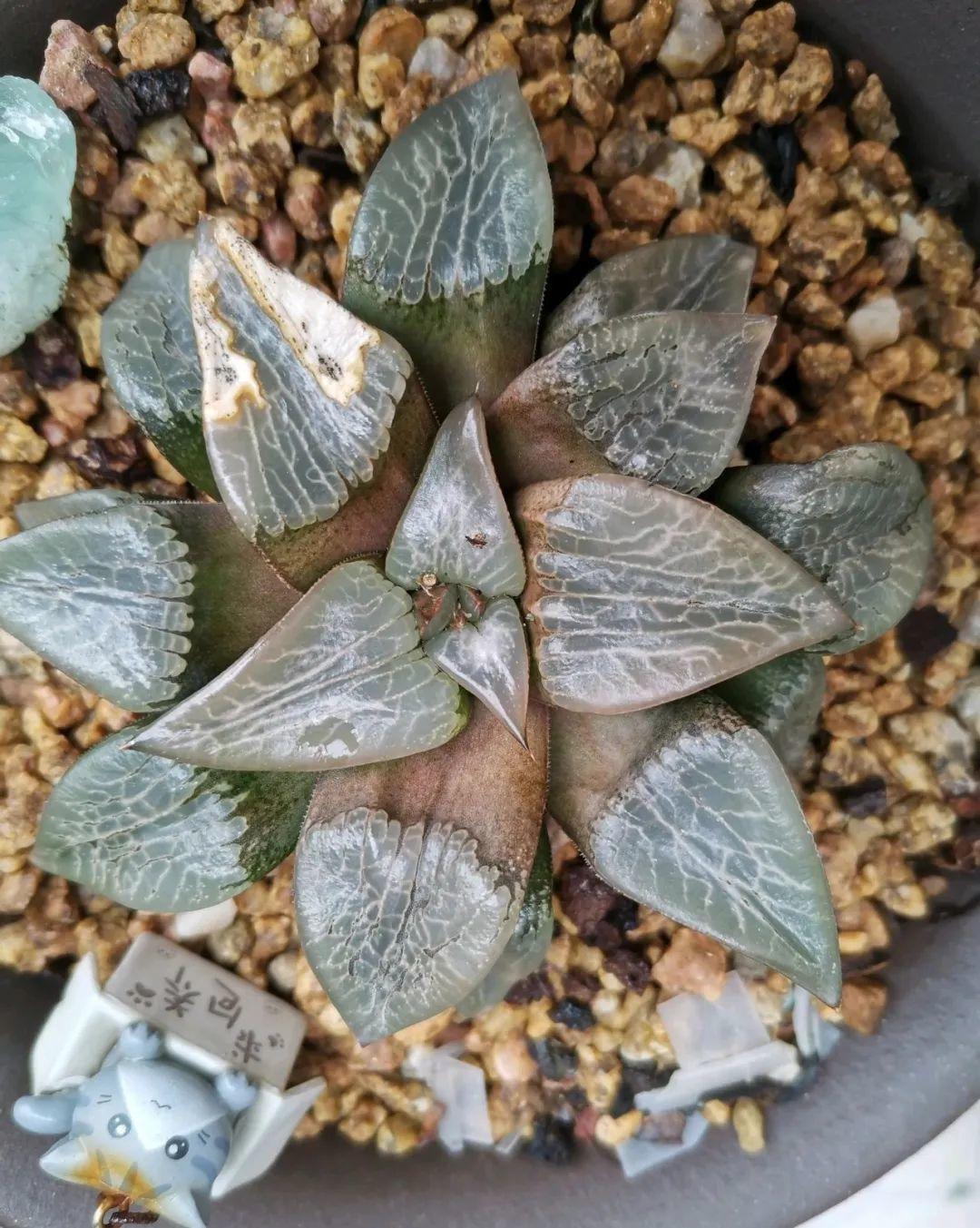 干枯|10种花特怕晒,越晒越黄叶,搬阴凉地儿才能活!