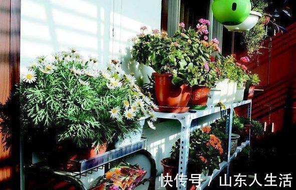 浇花|什么啤酒，白糖水，都不如几滴“它”，养花生根效果特别棒！