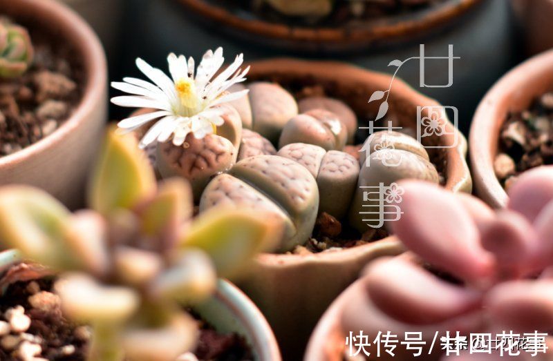 11月养多肉，容易上色出状态，5个方面做到位，肉肉颜值到巅峰