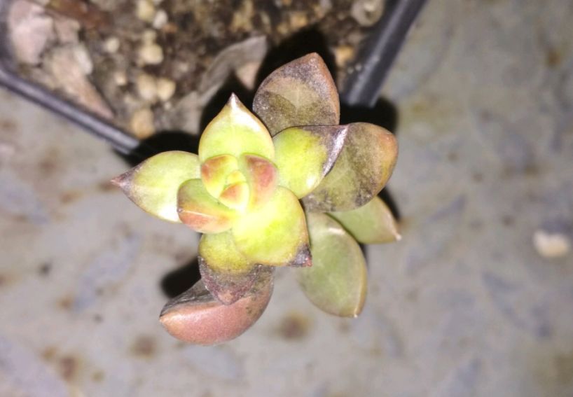 自制养花杀菌水，7天浇一勺，虫子全死光，再也不黄叶！