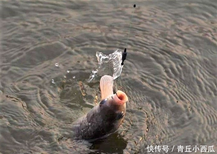 调平水钓两目总是调不好?现在才明白,原来有两种调漂方式