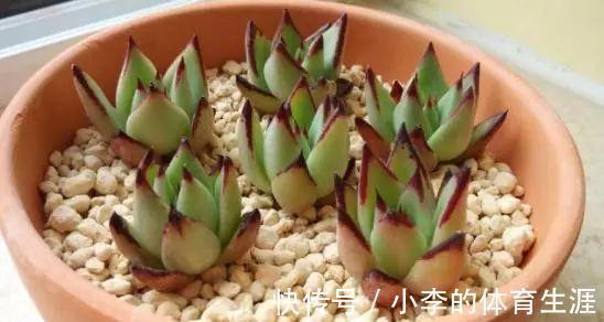 肉肉|要想成为一名合格的肉友,你还需要知道这些黑话