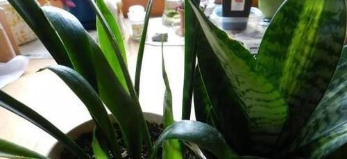新芽|天冷养虎皮兰,做到这些,室内盆栽照样呼呼窜新芽,幼苗挤满盆