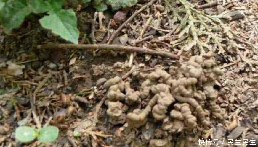 微量元素|它是天然的养花肥,到处都有,盆里放一点,像打了激素蹭蹭长