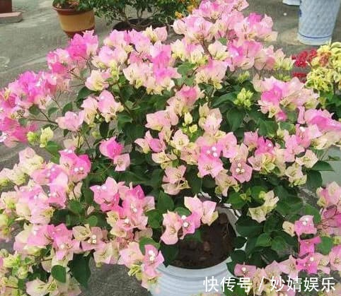 新芽|养好三角梅,学会“3个秘诀”,花团锦簇长得旺,年年开花不断!