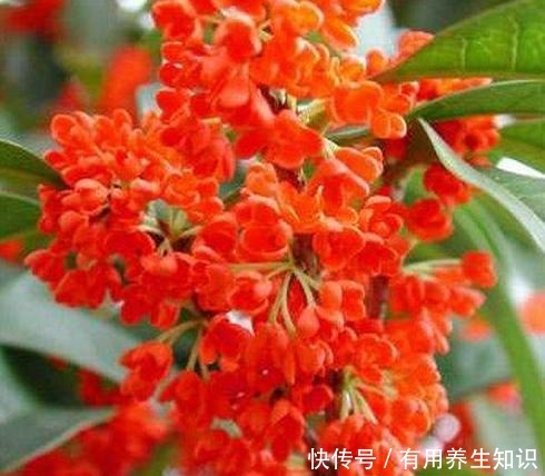 “这种树”养阳台，秋季就能开花，比香水还香，放哪都是一道风景！