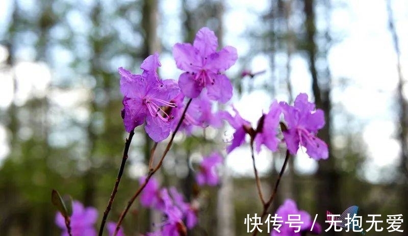 兴安杜鹃|别再买了！你买的这种花，可能是国家二级保护植物！当心违法