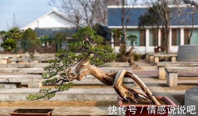玩盆景，要入门不要入坑，做好盆景素材的挑选，就能入门不入坑！