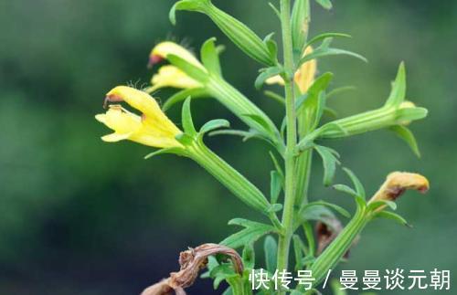 农民|农村随处可见的野草,农民当害草,用它泡水喝,治疗咳嗽有奇效