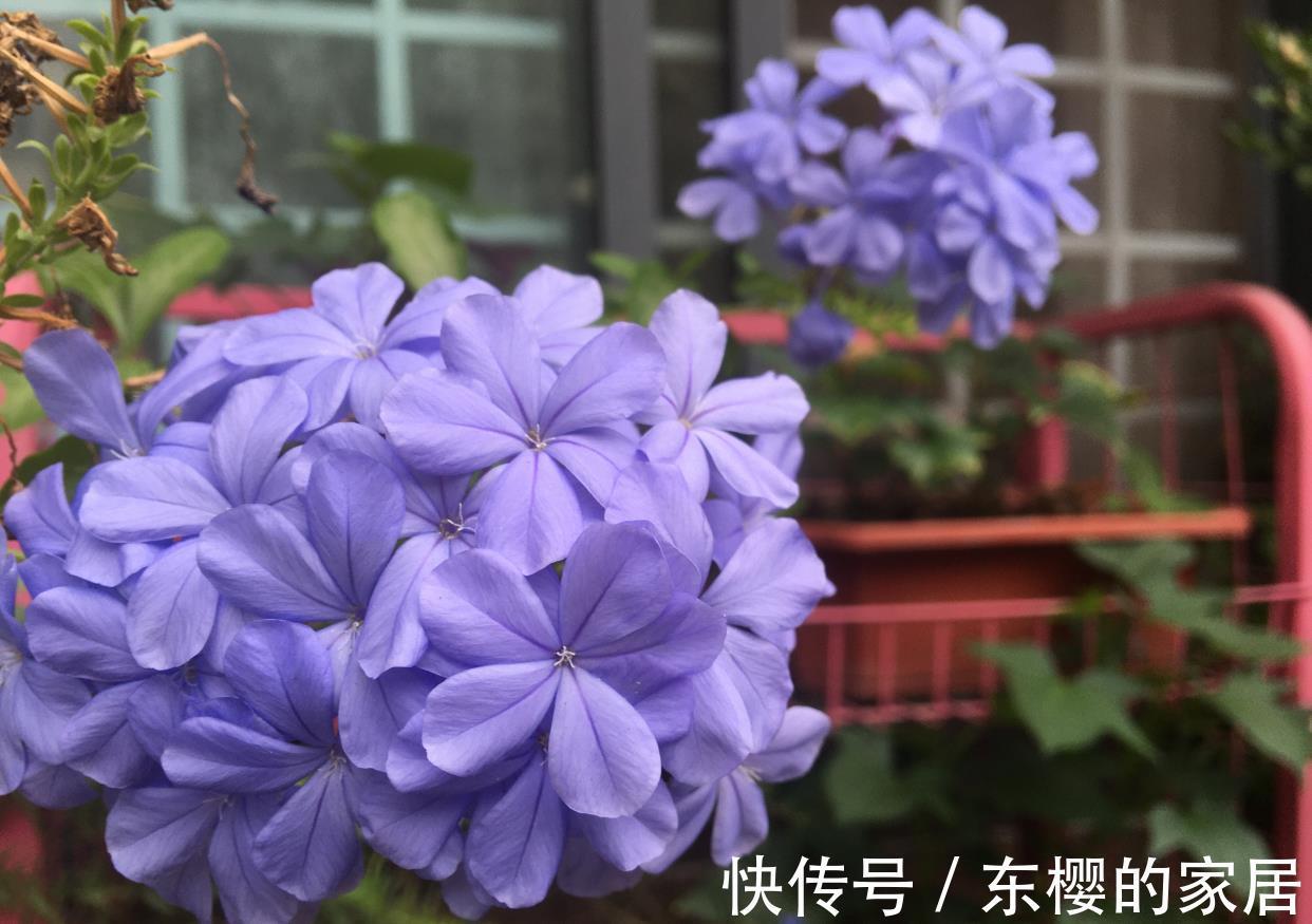 石竹|越晒越旺的三种花,阳台上养一盆,一整个夏天开花很热闹