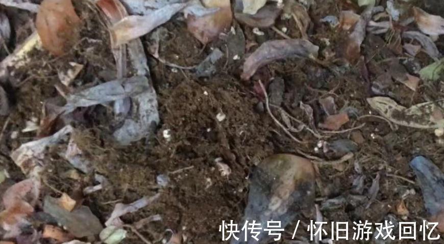 网购多肉,栽种前做好五个准备步骤,多肉妥妥地迅速服盆