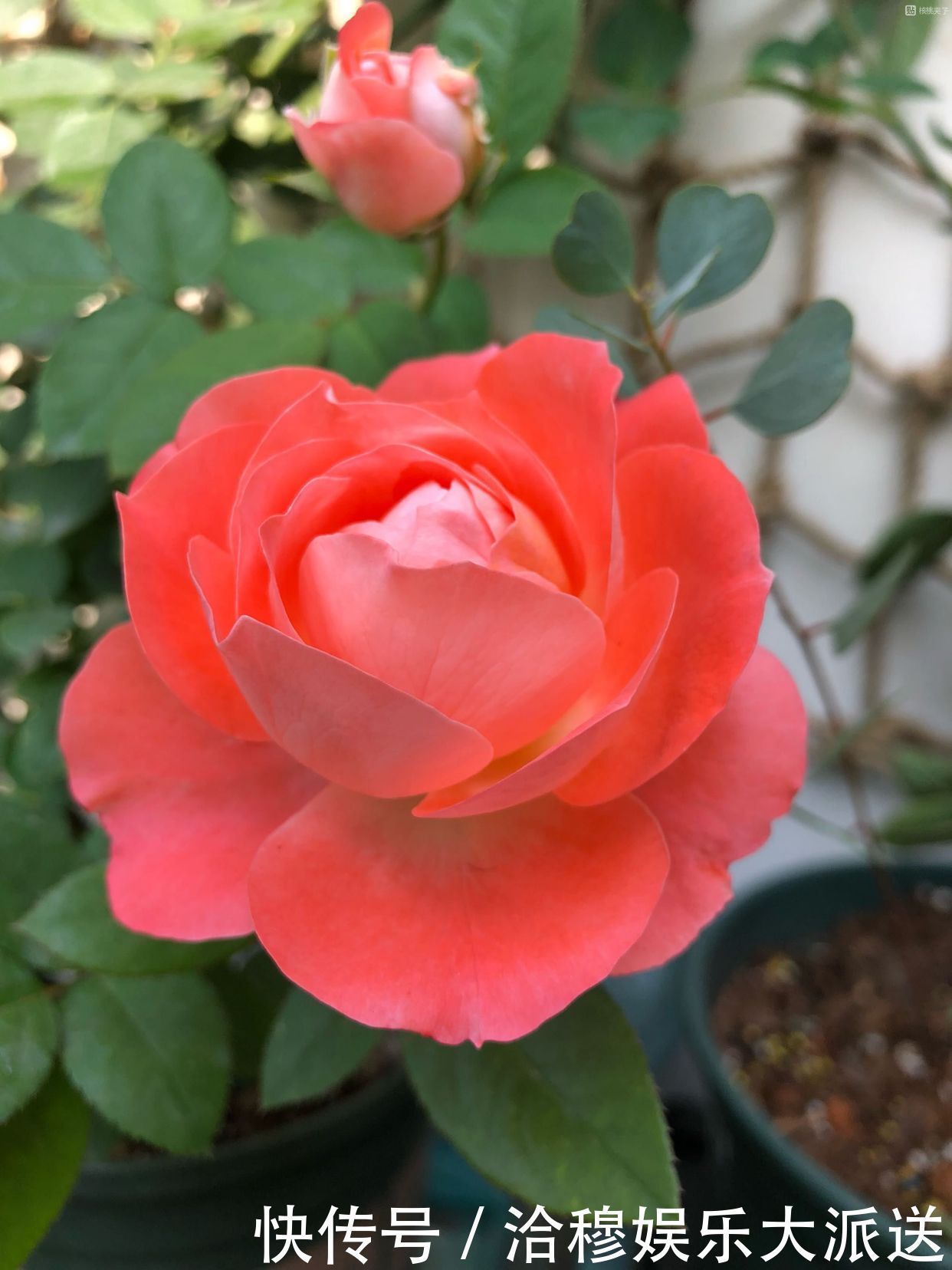花美|此花是世界名花，花美不输玫瑰，周年开花，养护容易，是盆栽佳品