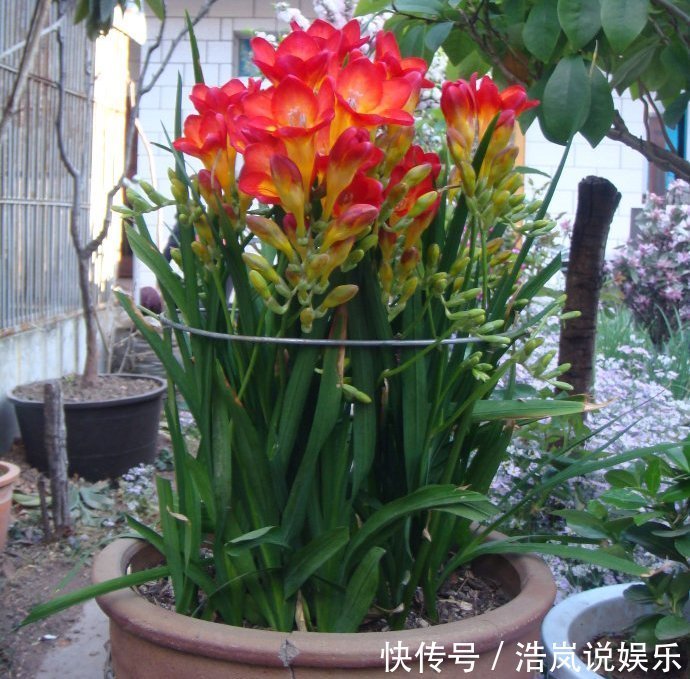清明前养它，比桂花香，比绿萝好养，2个月就开花，花开180天