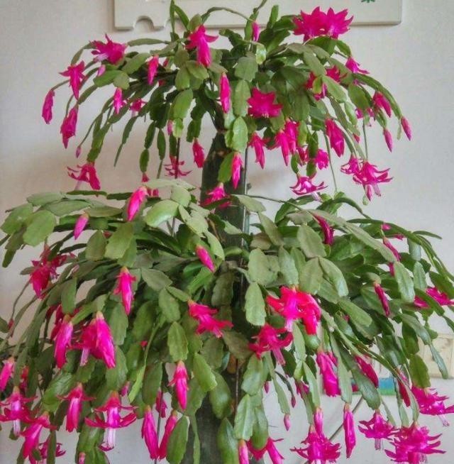 窍门|培育仙人掌有“窍门”,扦插一年1米高,嫁接多层蟹爪兰特别好!