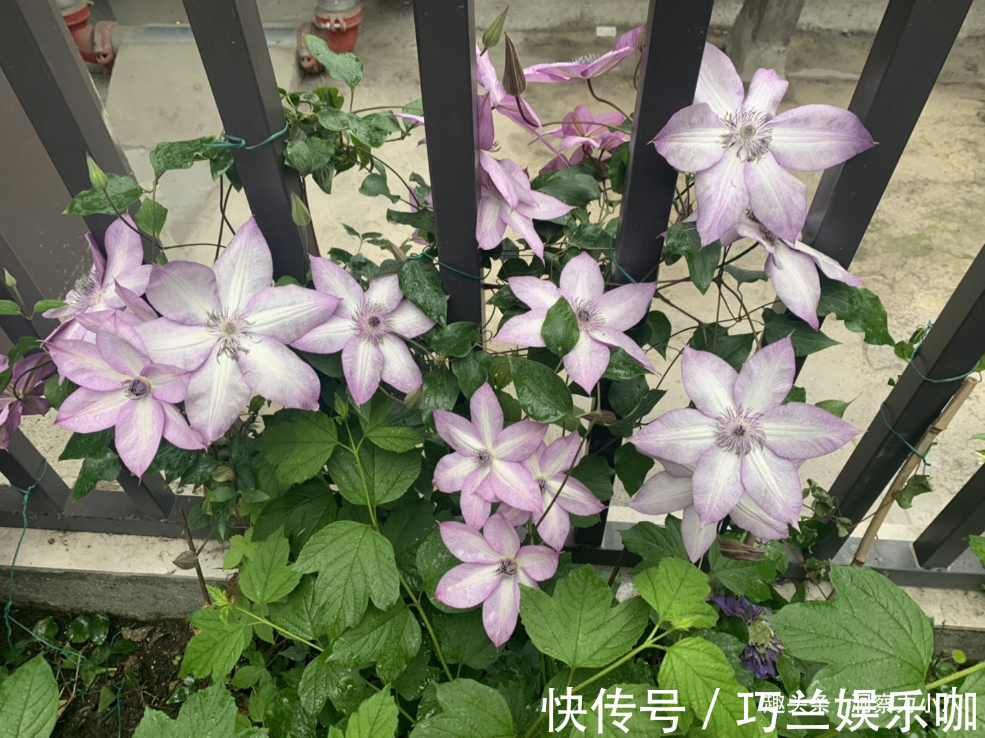 感染|四月养铁线莲,避开“三怕”撒欢长,次月顺着杆攀成“花帘子”