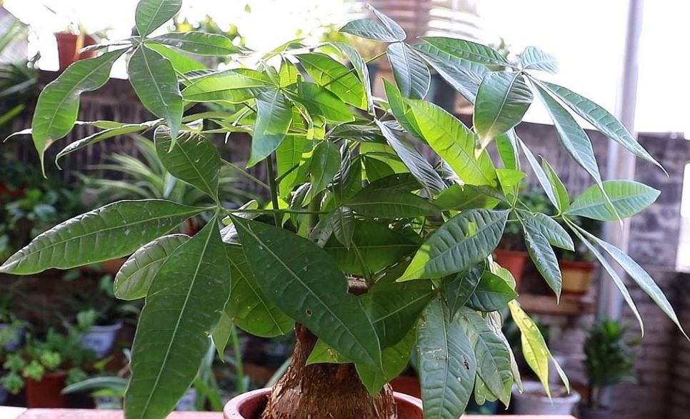 家里养5种观叶植物，冬天不抗冻，及时补足养分，增加抗寒能力