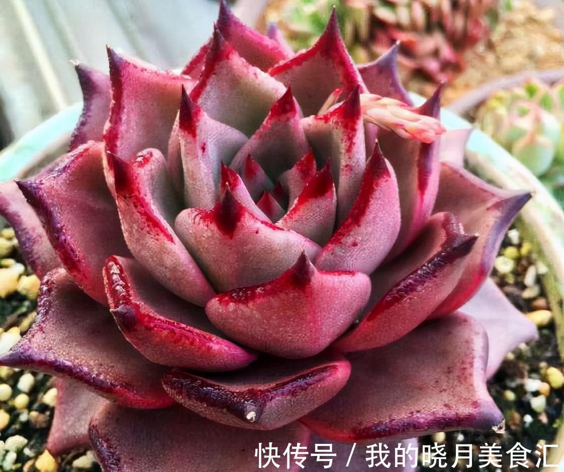 越养越丑的“三多肉”，已经拉入新手黑名单，别再把它们当作宝