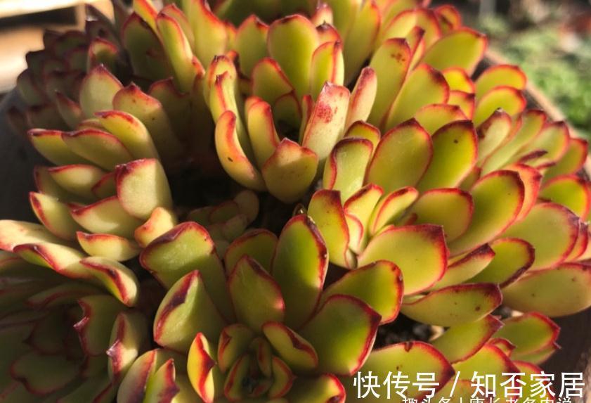 多肉雨燕座和灵影都有红边,但前者乱扔都能活,后者却美到不想扔