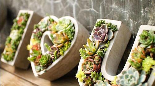 植物|刚买回来的多肉植物要注意