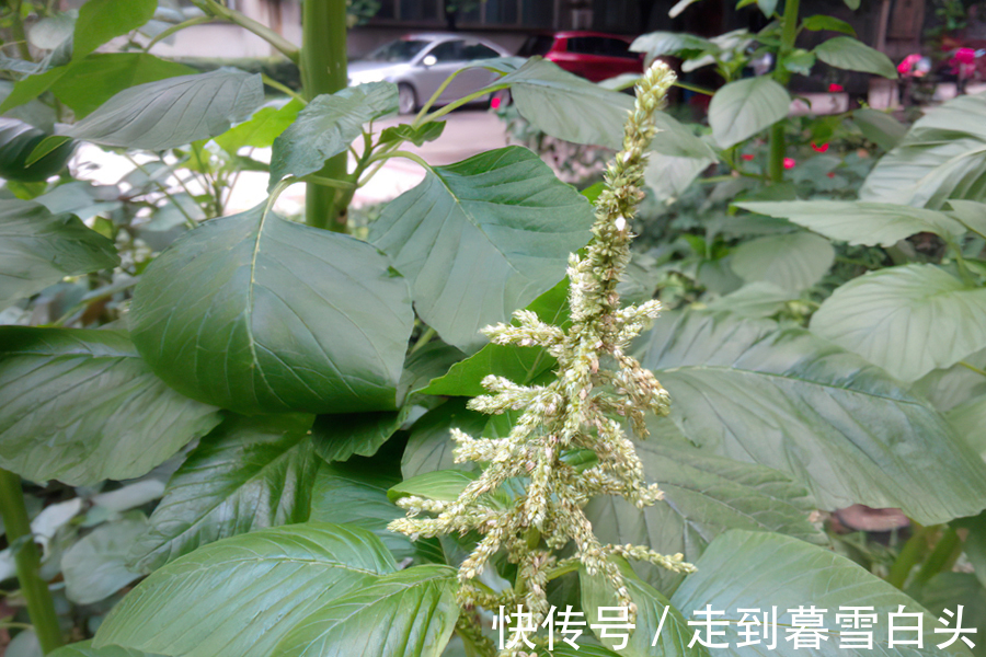 野果|入侵我国多地泛滥,家畜食用经常中毒,如今却成了“高端”野菜