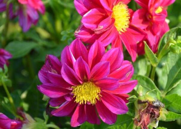 3种花，一养就上瘾，一年四季开花不断，花大色艳很漂亮