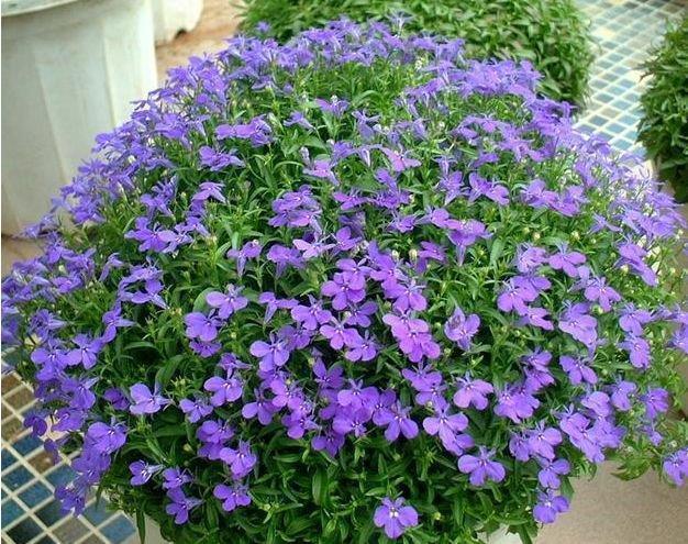 夏天养此款花卉,花期200多天,365天开不停,养几盆,全年有花赏