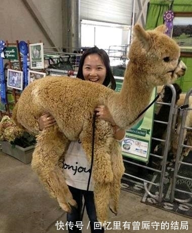 |搞笑图片幽默段子笑话:哈哈,狗狗挺懂事的啊,还在帮主人洗衣服