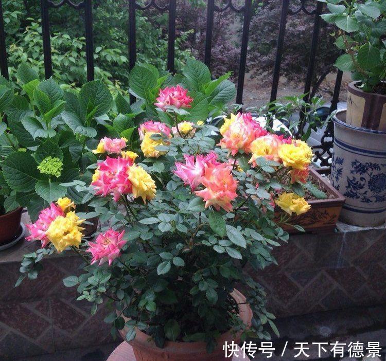 4种花养家里，颜值超高挂两大，阵阵花香，花朵大