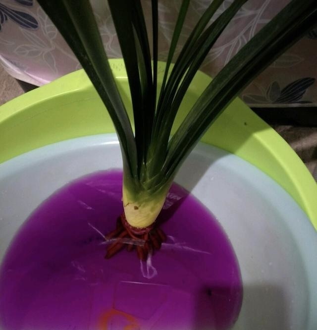 君子兰“烂根”别扔了，1种药水泡一泡，20天生根，长得更旺