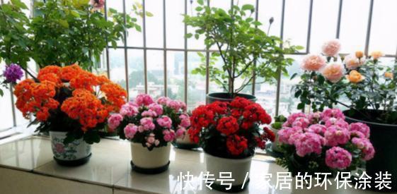 十月不知养啥花?看看这六种,好养又漂亮,可以放心入手