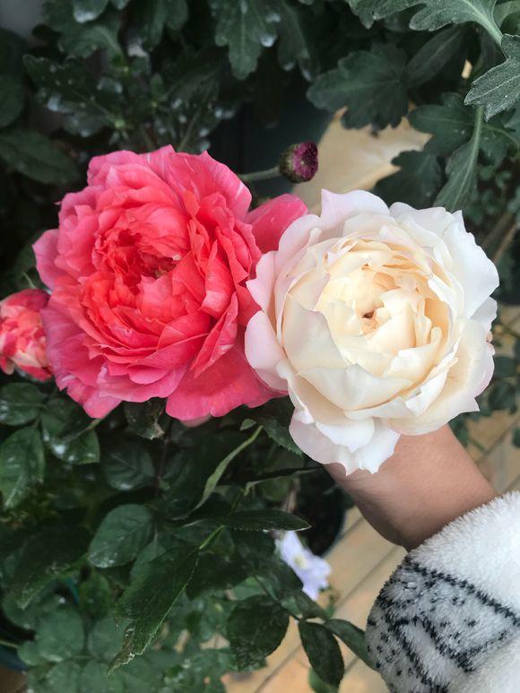 想让家中花团锦簇，4种花卉最适合，懒人都觉得超好养！