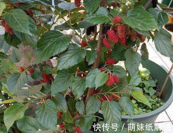 养花坏习惯''害了''家里的盆栽摆脱4个臭毛病，个个越长越旺