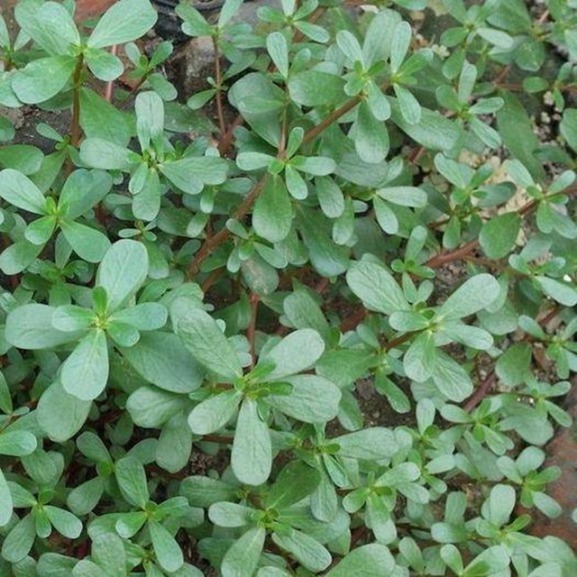 妙用|马齿苋涂在脸上的妙用,原来马齿苋好处这么多,现在知道也不晚