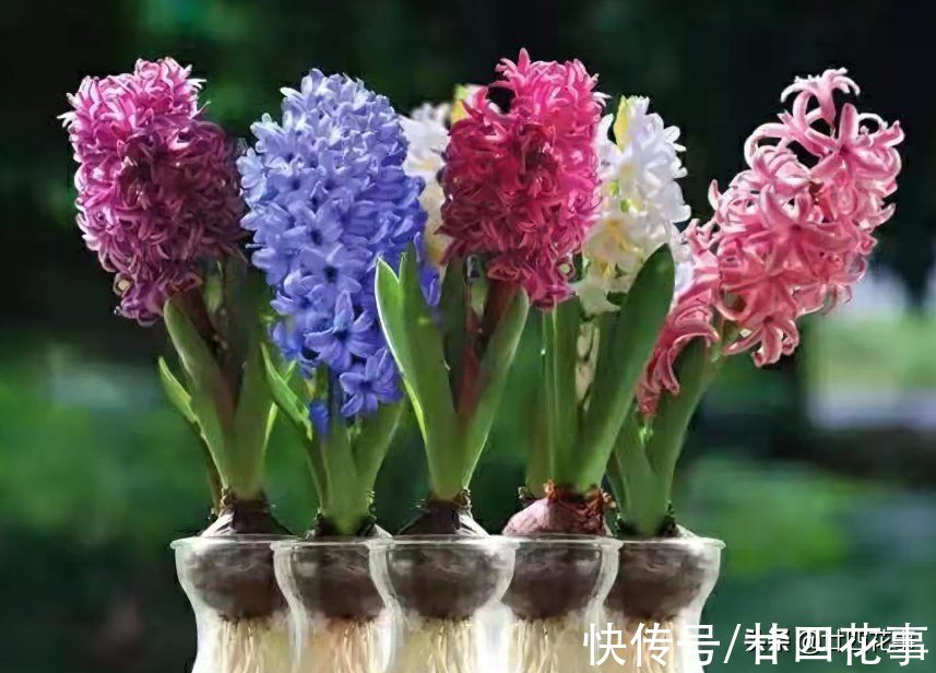 5种“一次性花”,开完花扔掉吧,浪费精力继续养,忒不划算